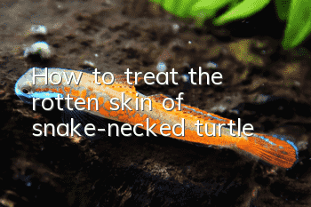 How to treat the rotten skin of snake-necked turtle