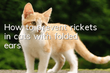 How to prevent rickets in cats with folded ears