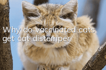 Why do vaccinated cats get cat distemper?