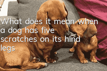 What does it mean when a dog has five scratches on its hind legs?
