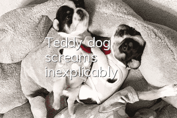 Teddy dog screams inexplicably