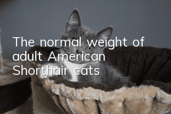The normal weight of adult American Shorthair cats
