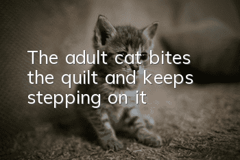 The adult cat bites the quilt and keeps stepping on it