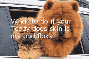 What to do if your Teddy dog’s skin is dry and flaky