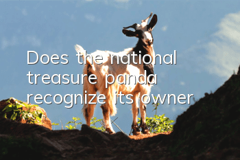 Does the national treasure panda recognize its owner?