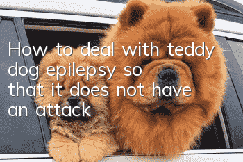 How to deal with teddy dog ​​epilepsy so that it does not have an attack