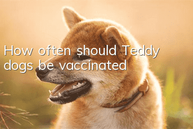 How often should Teddy dogs be vaccinated?