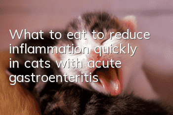 What to eat to reduce inflammation quickly in cats with acute gastroenteritis