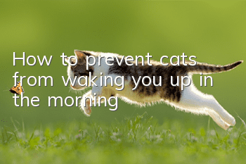 How to prevent cats from waking you up in the morning