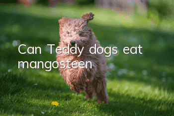 Can Teddy dogs eat mangosteen?