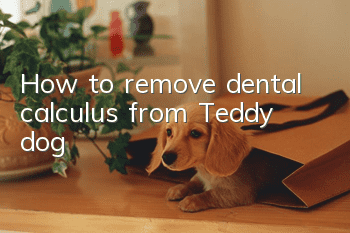 How to remove dental calculus from Teddy dog