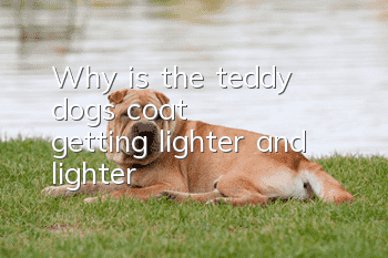 Why is the teddy dog's coat getting lighter and lighter?