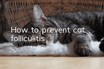 How to prevent cat folliculitis