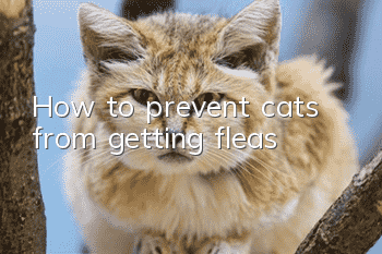 How to prevent cats from getting fleas