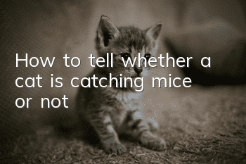 How to tell whether a cat is catching mice or not