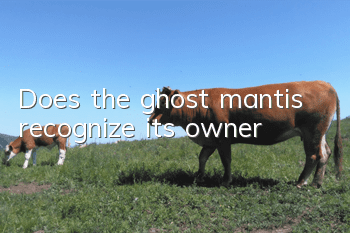 Does the ghost mantis recognize its owner?