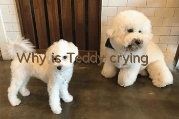 Why is Teddy crying?