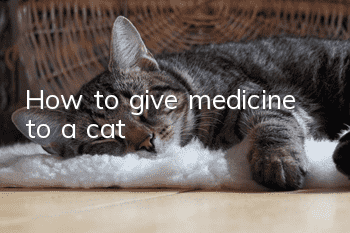How to give medicine to a cat
