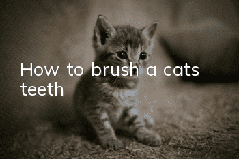 How to brush a cat’s teeth