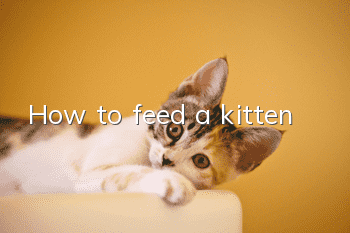 How to feed a kitten