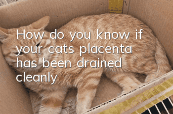 How do you know if your cat’s placenta has been drained cleanly?