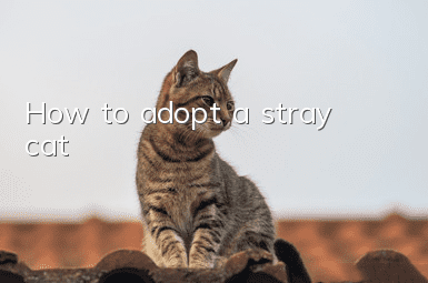 How to adopt a stray cat