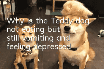 Why is the Teddy dog not eating but still vomiting and feeling depressed?