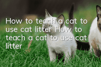 How to teach a cat to use cat litter How to teach a cat to use cat litter