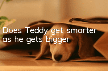 Does Teddy get smarter as he gets bigger?