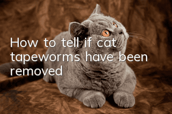 How to tell if cat tapeworms have been removed