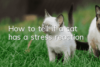 How to tell if a cat has a stress reaction
