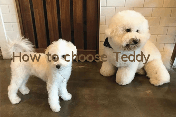 How to choose Teddy