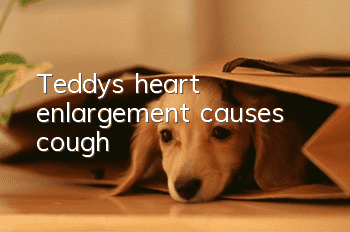 Teddy's heart enlargement causes cough