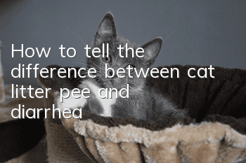 How to tell the difference between cat litter pee and diarrhea