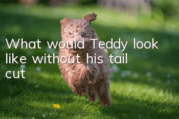 What would Teddy look like without his tail cut?