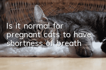 Is it normal for pregnant cats to have shortness of breath?