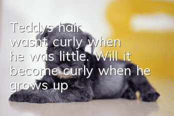 Teddy's hair wasn't curly when he was little. Will it become curly when he grows up?
