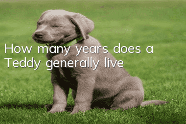 How many years does a Teddy generally live?