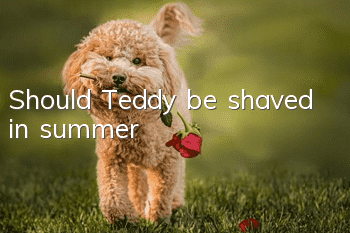 Should Teddy be shaved in summer?