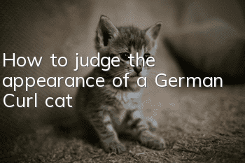 How to judge the appearance of a German Curl cat