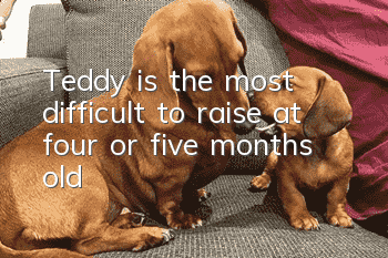 Teddy is the most difficult to raise at four or five months old