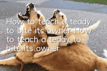 How to teach a teddy to bite its owner How to teach a teddy to bite its owner