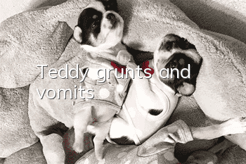 Teddy grunts and vomits