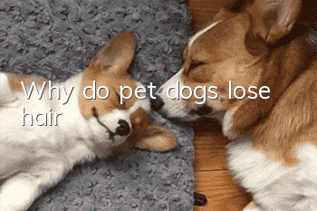 Why do pet dogs lose hair?
