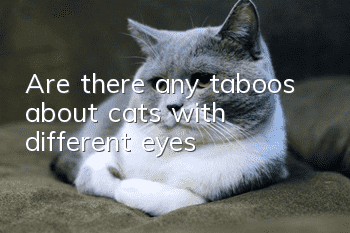 Are there any taboos about cats with different eyes?