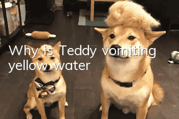 Why is Teddy vomiting yellow water?