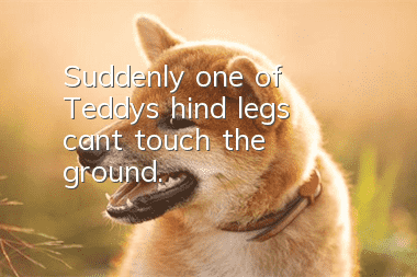 Suddenly one of Teddy's hind legs can't touch the ground.