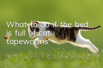 What to do if the bed is full of cat tapeworms