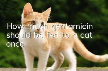 How much gentamicin should be fed to a cat once?