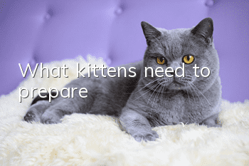 What kittens need to prepare